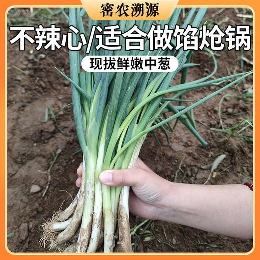 密云新鲜农家中葱3斤包邮  不辣心  调味佳品    可做馅、呛锅  葱 商品图0