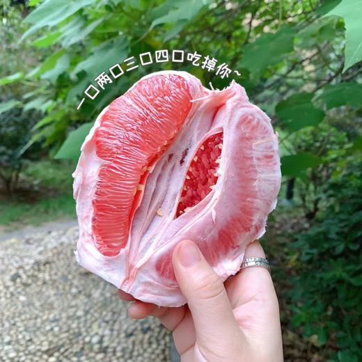 福建平和三红蜜柚 普通装/礼盒装 新鲜水果柚子 送礼佳品 商品图8