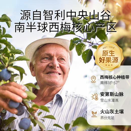 【百草味】高纤西梅干508g（散称） 商品图1