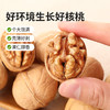 【百草味】纸皮核桃 128g 商品缩略图3