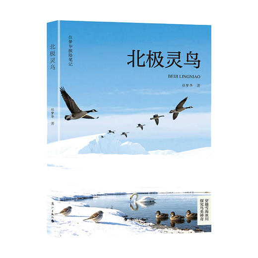 北极灵鸟 商品图0