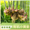 有机小黄姜|梓盟 商品缩略图0