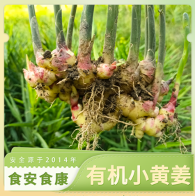 有机小黄姜|梓盟