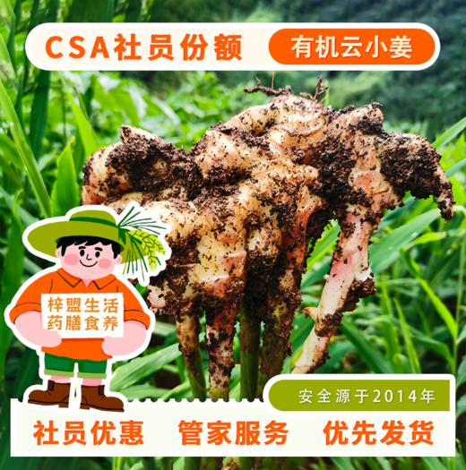 有机小黄姜|梓盟 商品图9