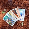 我长大的地方叫中国.金色的云母 商品缩略图4