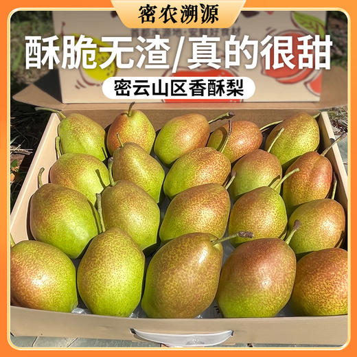 【送礼必备】红香酥梨6斤礼盒装  密云特产  酥脆无渣  香甜爽口  库尔勒香梨 新鲜水果 商品图0