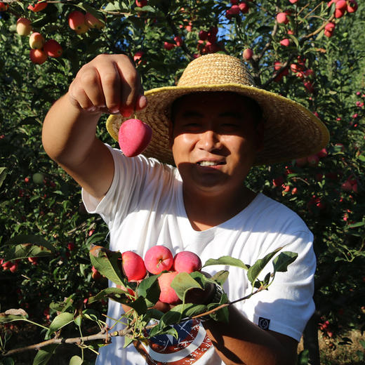 【送礼必备】时令水果礼盒 应季新鲜自然熟海棠果红香酥梨精品水果礼盒   节日礼盒 可支持企业定制 商品图4
