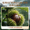 【百草味】熟制板栗仁40g袋装 商品缩略图3