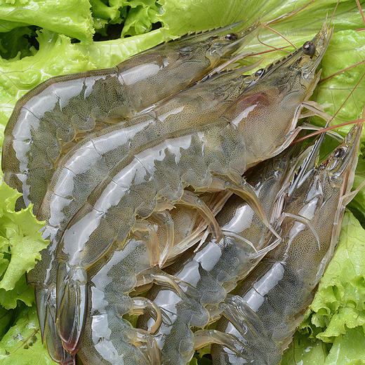 【肉质Q弹 鲜甜紧实】青岛大虾 个头硕大饱满 虾肉鲜甜脆嫩 商品图5