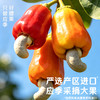 【百草味】紫皮腰果405g大颗粒罐装健康休闲零食带皮腰果 商品缩略图2
