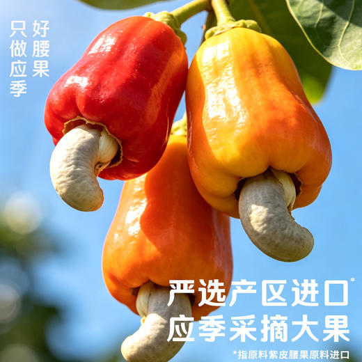 【百草味】紫皮腰果405g大颗粒罐装健康休闲零食带皮腰果 商品图2