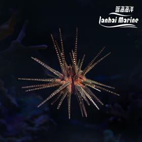 铅笔海胆