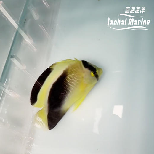 人工混种格士仙 商品图3