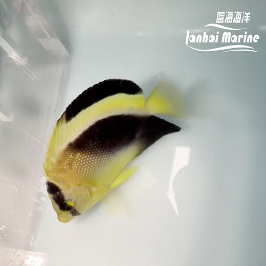 人工混种格士仙 商品图2