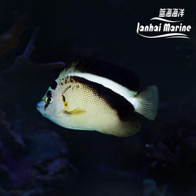 人工混种格士仙
