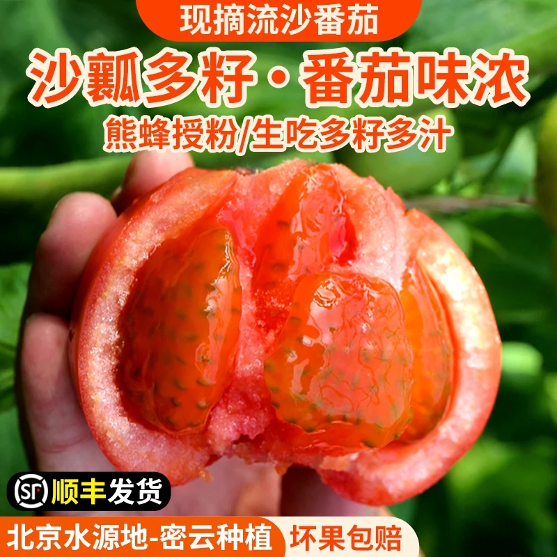 安心优选 新鲜现摘流沙番茄包邮装 农家沙瓤流沙番茄    自然成熟   酸甜多汁  西红柿