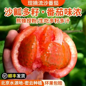 安心优选 新鲜现摘流沙番茄包邮装 农家沙瓤流沙番茄    自然成熟   酸甜多汁  西红柿