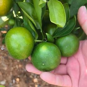 新鲜水果 丹江口凉水河早熟小蜜橘 4斤装