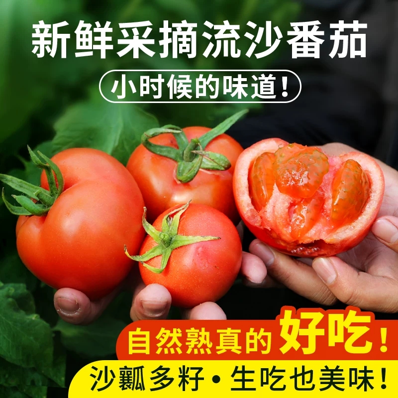 安心优选新鲜现摘流沙番茄 1斤 农家沙瓤 西红柿  自然生长 不催熟 酸甜多汁 番茄