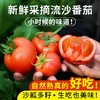 安心优选新鲜现摘流沙番茄 1斤 农家沙瓤 西红柿  自然生长 不催熟 酸甜多汁 番茄 商品缩略图0