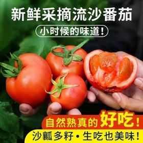 安心优选新鲜现摘流沙番茄 1斤 农家沙瓤 西红柿  自然生长 不催熟 酸甜多汁 番茄