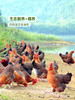 MM 山姆 168清远鸡900g+枇杷化橘红（汤料）47.7g+清鸡汤（复合调味料）70g 商品缩略图1