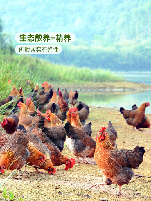 MM 山姆 168清远鸡900g+枇杷化橘红（汤料）47.7g+清鸡汤（复合调味料）70g 商品图1