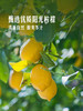 MM 山姆 Frutae西班牙进口 莫吉托风味柠檬汁饮料 1L*1/2瓶 商品缩略图2