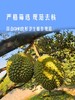 聚便利 x 山姆 佳沃 冷冻金枕榴莲果肉 尝鲜分装 100g/盒 商品缩略图2