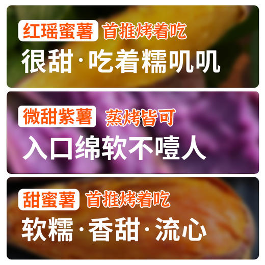 当季新鲜 特色三种蜜薯三拼 一次品尝三种口味 软糯 绵软 甜蜜薯、红瑶、紫薯三种红薯5斤装 商品图1