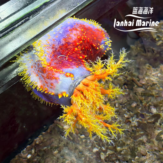 海苹果 商品图1