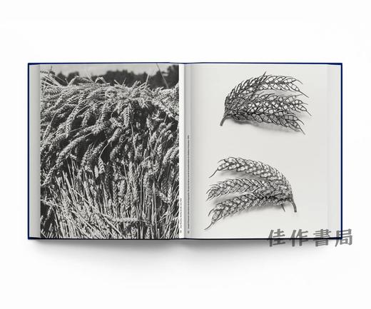 【现货】Botanical: Observing Beauty (Chaumet) / 植物志：观察美（尚美巴黎） 商品图4