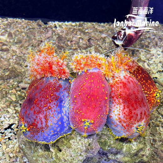 海苹果 商品图3