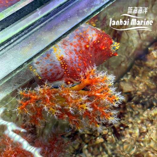 海苹果 商品图2