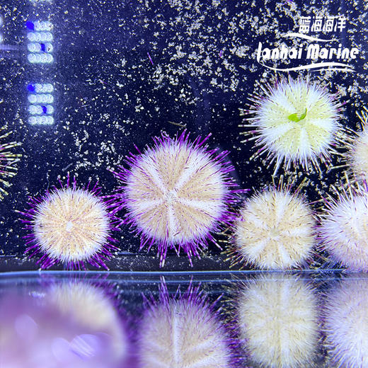 紫纹短刺海胆 商品图6