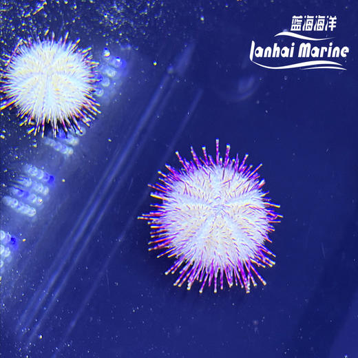 紫纹短刺海胆 商品图1