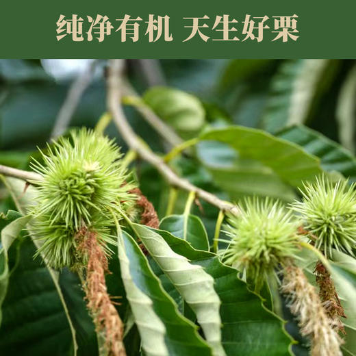【深山甜栗 | 每单赠试吃装】望谟有机熟蒸板栗仁500g，产自地理标志产区，自然熟落、天生清甜，只用纯净水蒸制，不添加糖、香精、色素，独立充氮铝袋包装 商品图6