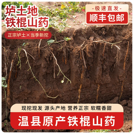 【顺丰直发】2026温县垆土新鲜铁棍山药原产地发货5斤装 商品图1