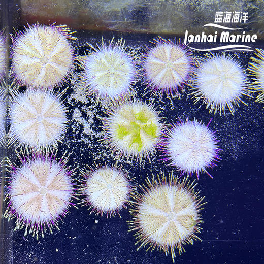 紫纹短刺海胆 商品图3