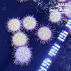 紫纹短刺海胆 商品缩略图2