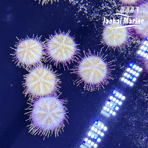 紫纹短刺海胆 商品图2