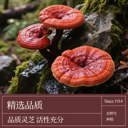【草本蒸膏】李良济灵芝酸枣仁膏160g/瓶 商品图1