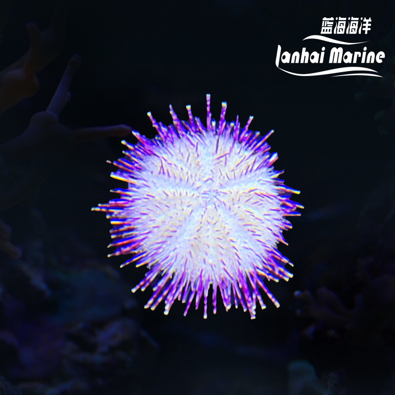 紫纹短刺海胆