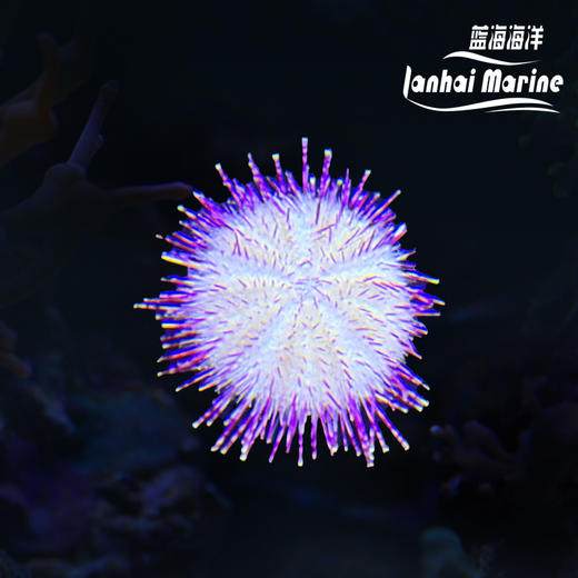 紫纹短刺海胆 商品图0