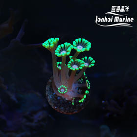 人工粉心水仙茉莉花