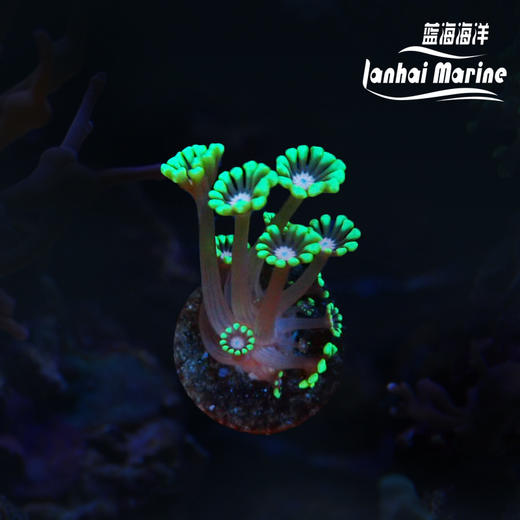 人工粉心水仙茉莉花 商品图0