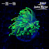 人工地狱火金火柴 商品缩略图1