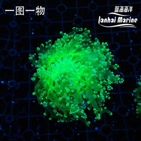 金绿蛙卵