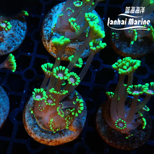 人工粉心水仙茉莉花 商品图3