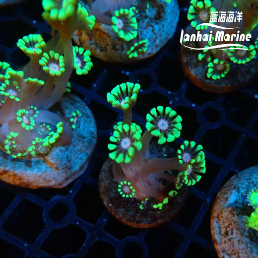 人工粉心水仙茉莉花 商品图2